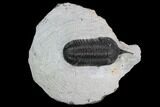 Bargain, Morocconites Trilobite Fossil - Morocco #100369-1